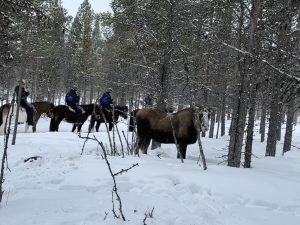 Pressresa älgsafari till häst